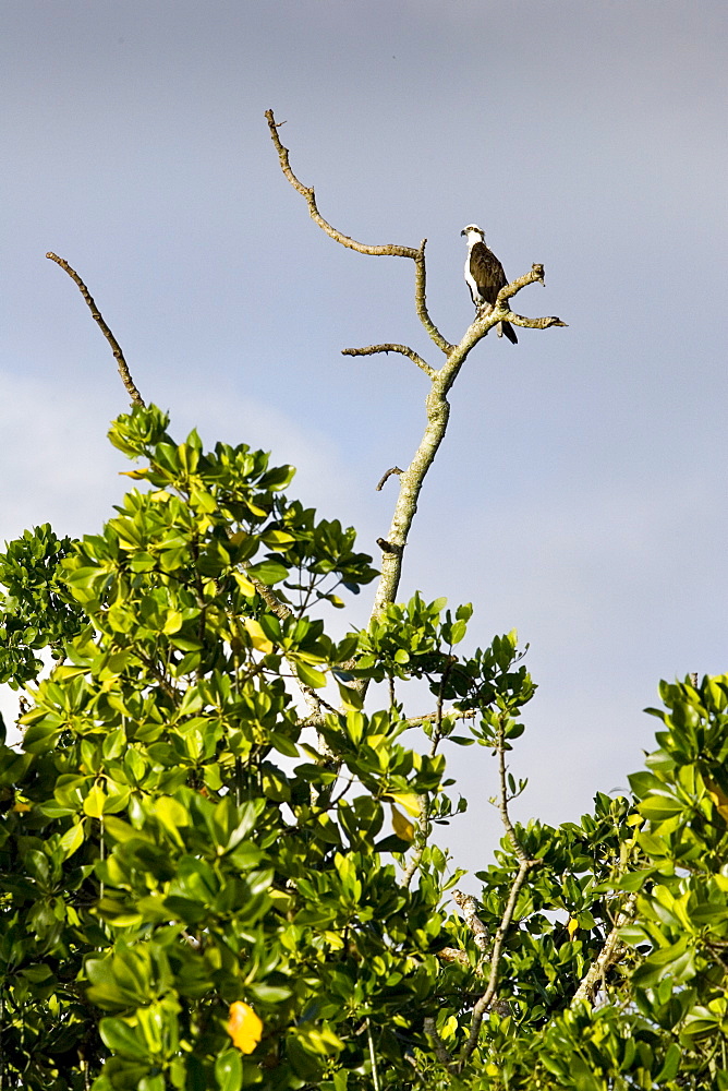 Female Osprey on bare branch of tree, the Daintree River, Queensland, Australia