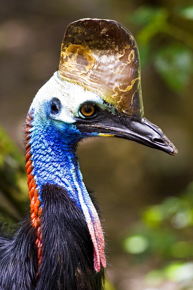 Southern Cassowary bird, Queensland, Australia