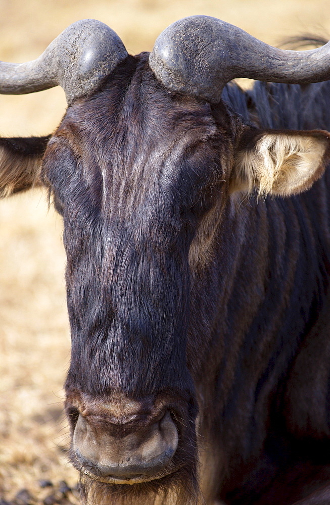 Blue Wildebeest, Ngorongoro Crater, Tanzania, East Africa