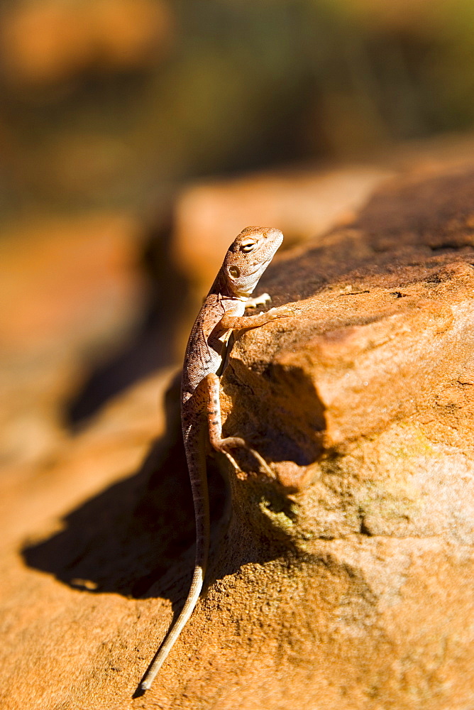 Ring-tailed Dragon lizard on a rock, Red Centre, Australia