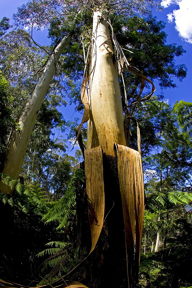 Eucalyptus tree (gum tree) in Blue Mountains National Park, New South Wales, Australia.