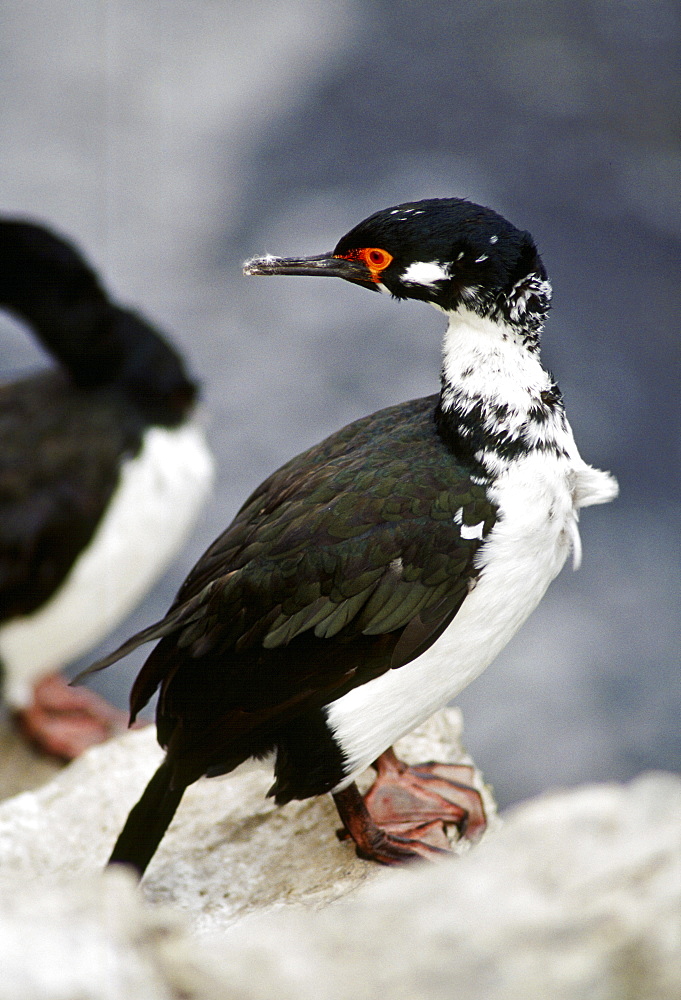 Rock Shag Waterbird,  Falkland Islands