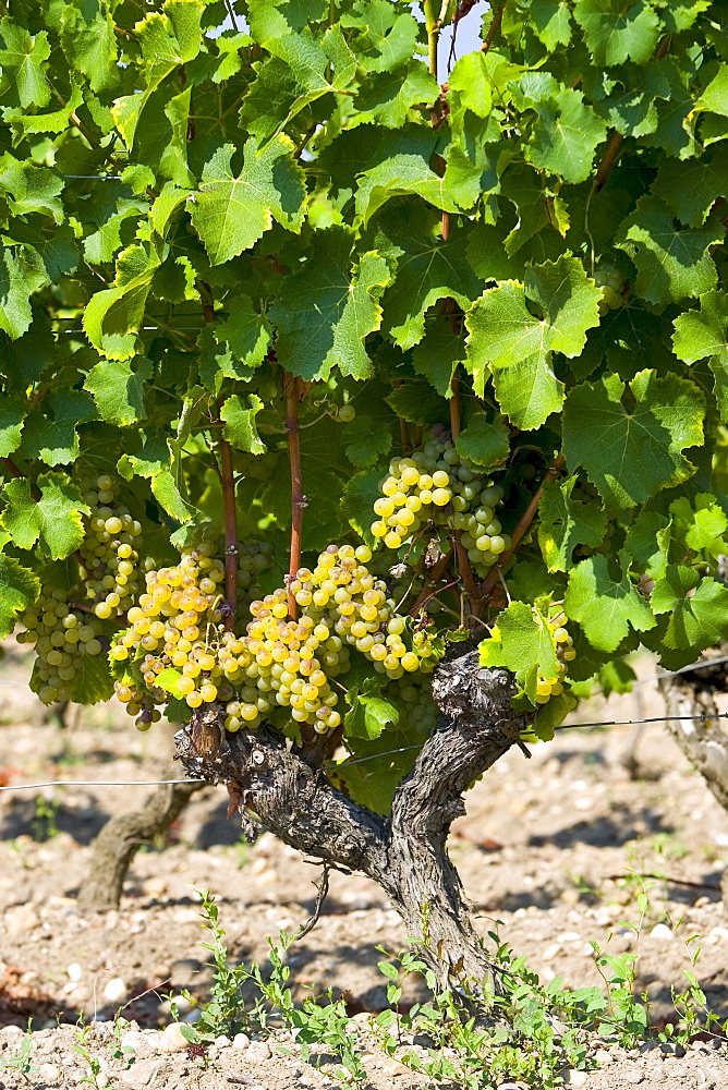 Bunches of grapes on grape vine Sauternes,France on the estate of Chateau de Malle