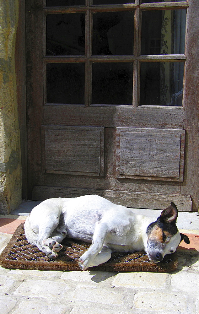 Pedigree Jack Russell terrier with a relaxed attitude to guarding the homestead bides his time, Normandy, France