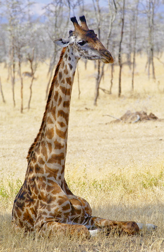 Giraffe resting, Serengeti, Tanzania