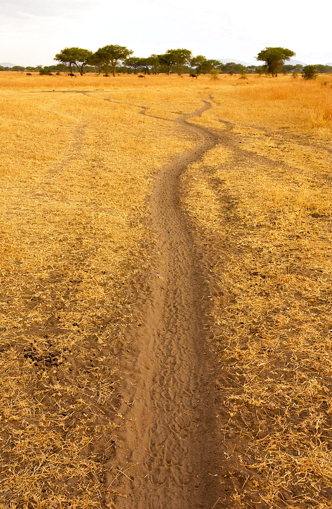 Wildebeest migration trail, Grumeti, Tanzania