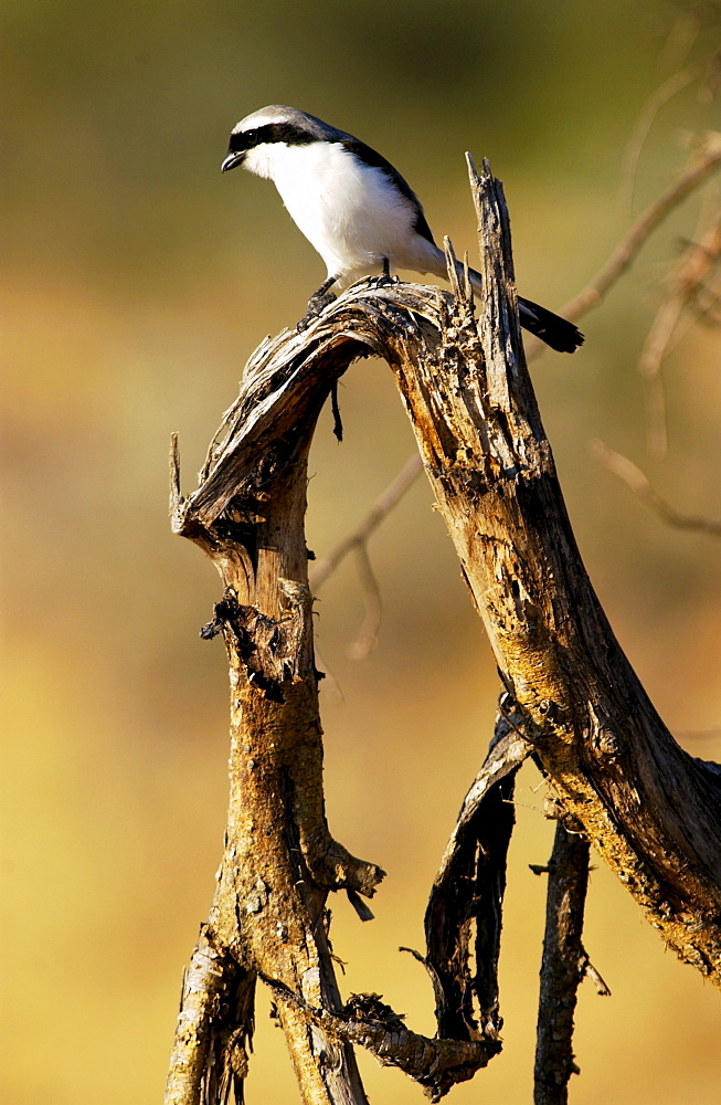 Gray-backed Fiscal (shrike), Grumet, Tanzania, East Africa