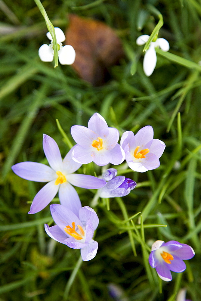 Crocuses and Snowdrops grow in Oxfordshire woodland , The Cotswolds, United Kingdom