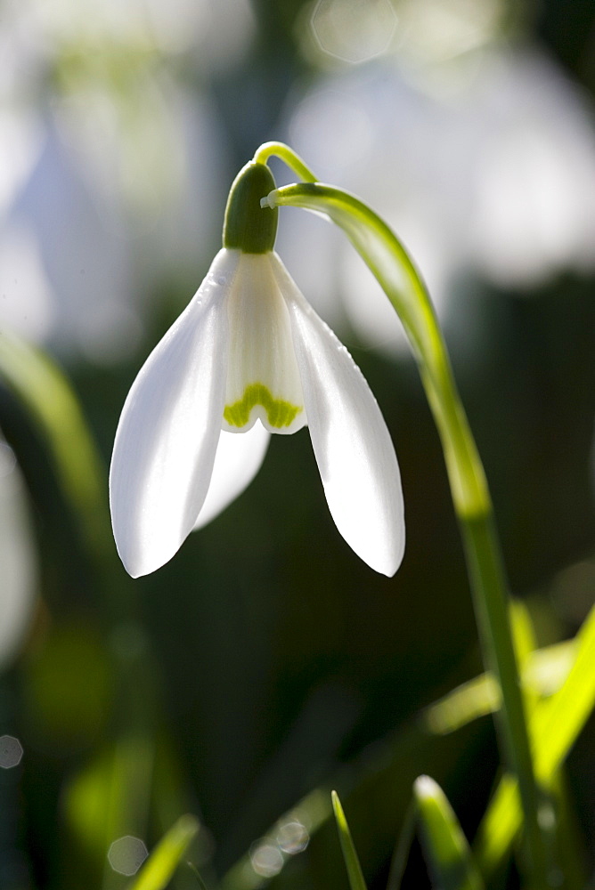 Snowdrop, Oxfordshire, England, United Kingdom