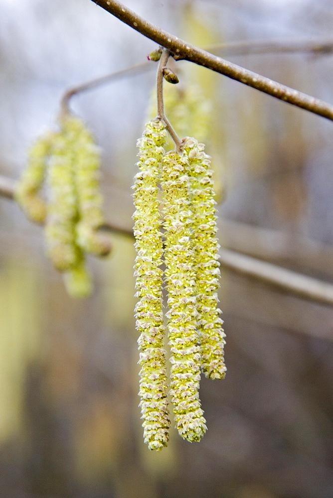 Hazel Catkins, Bruern, The Cotswolds, United Kingdom