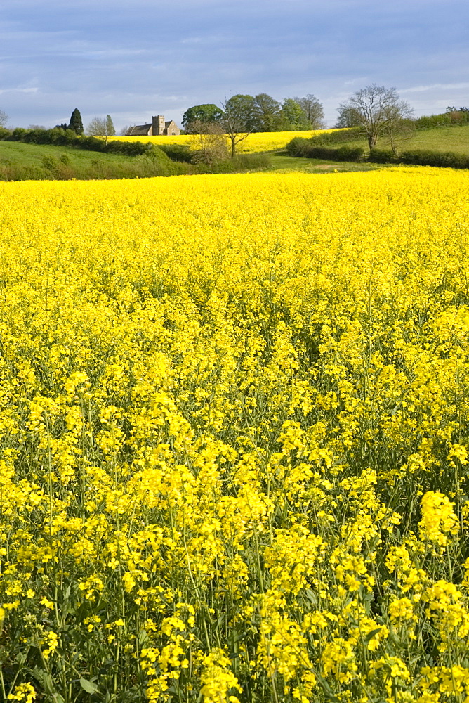 Rape seed crop field in Wyck Rissington and St Peter's Church, Little Rissington, The Cotswolds, Gloucestershire, England