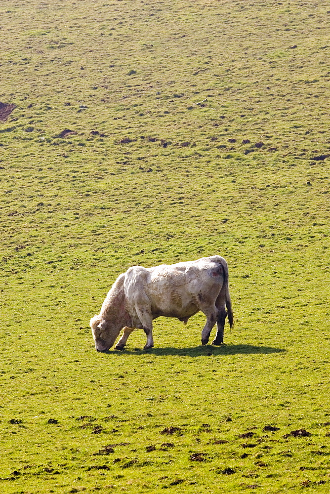 Bull contentedly grazing, Gloucestershire, The Cotswolds, England, United Kingdom