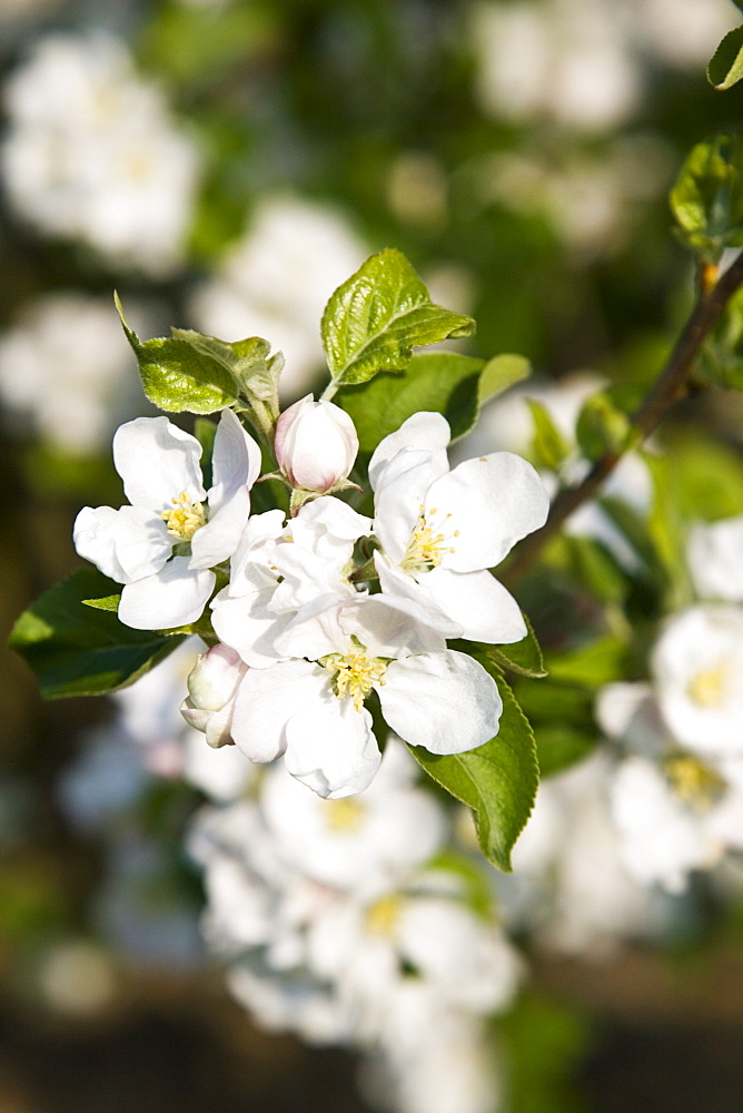 Apple blossom in orchard, The Cotswolds, England, United Kingdom