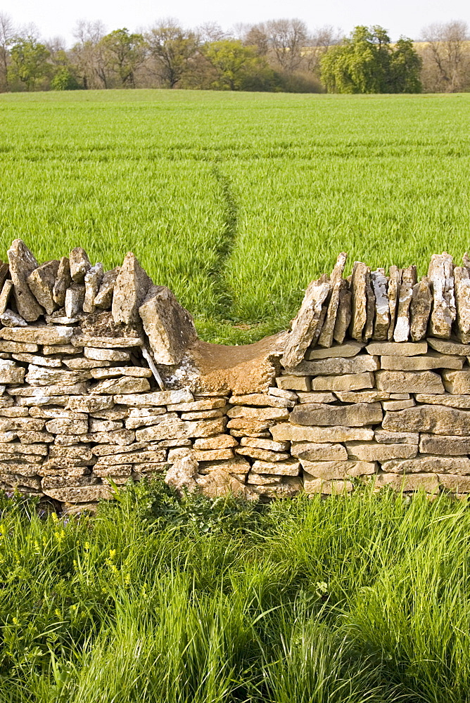 Wildlife badger trail over dry-stone wall, Chedworth, Gloucestershire, United Kingdom.