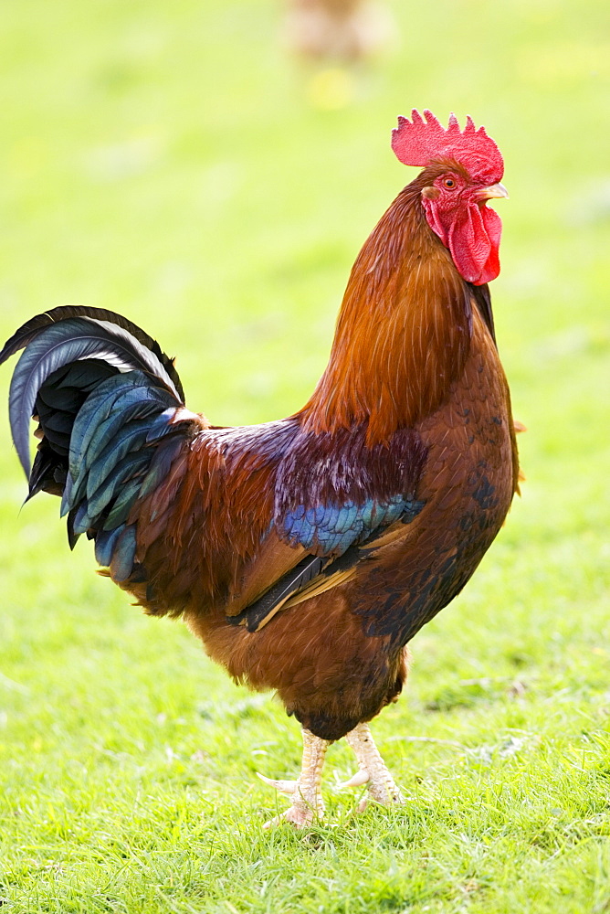 Free-range cockerel in pasture, Chedworth, The Cotswolds, Gloucestershire, England, United Kingdom