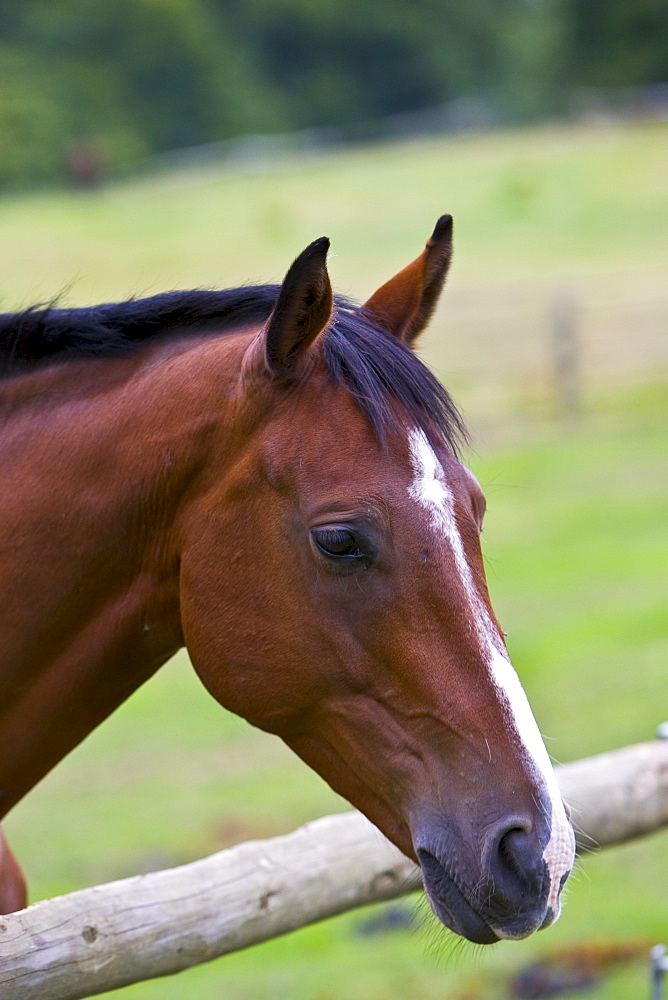 Dutch warmblood horse, Oxfordshire, England