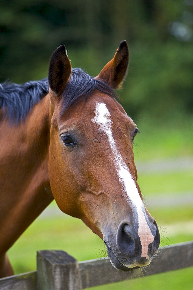 Dutch warmblood horse, Oxfordshire, England