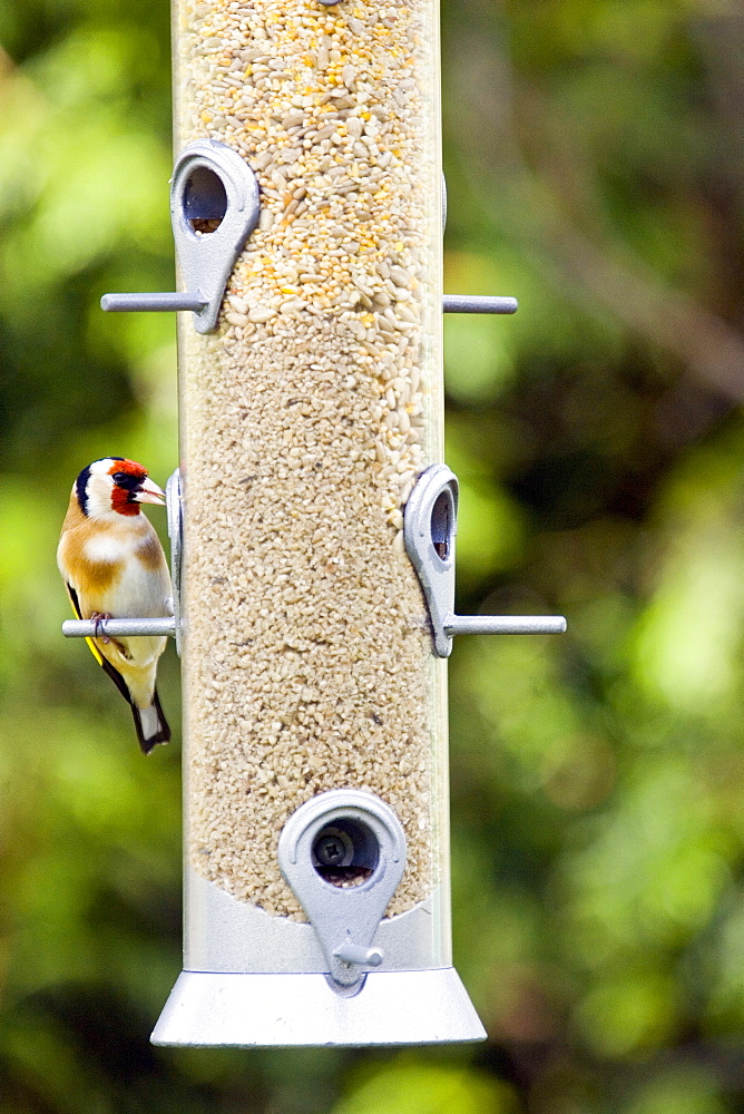 Goldfinch perched on a birdfeeder, Oxfordshire, United Kingdom