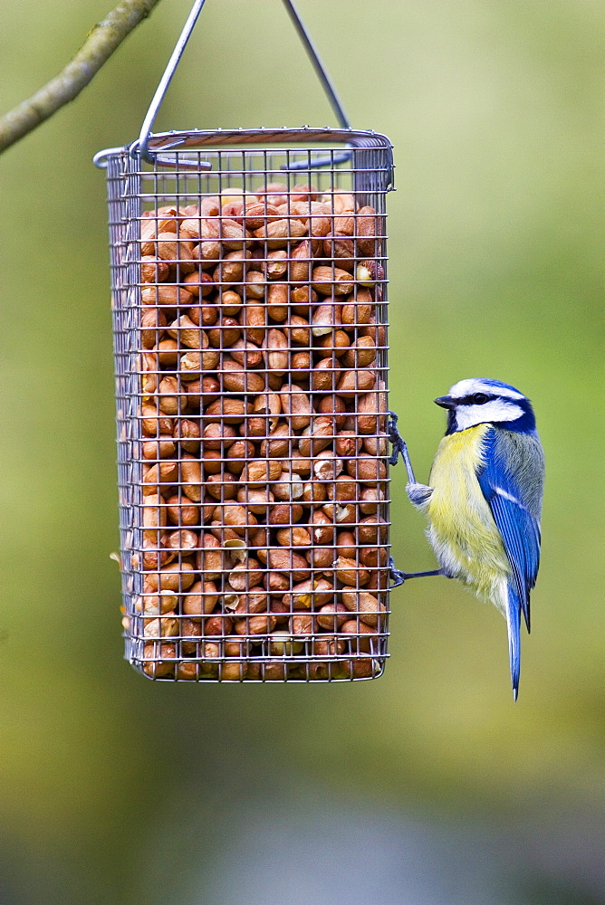 Blue Tit perched on a birdfeeder, The Cotswolds, United Kingdom