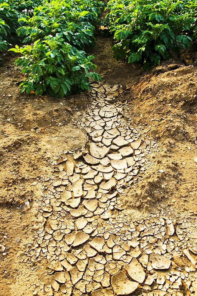 Dried earth and potato crops, Holkham, Norfolk, United Kingdom