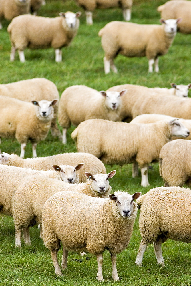 Flock of sheep grazing in a field , Oxfordshire, England