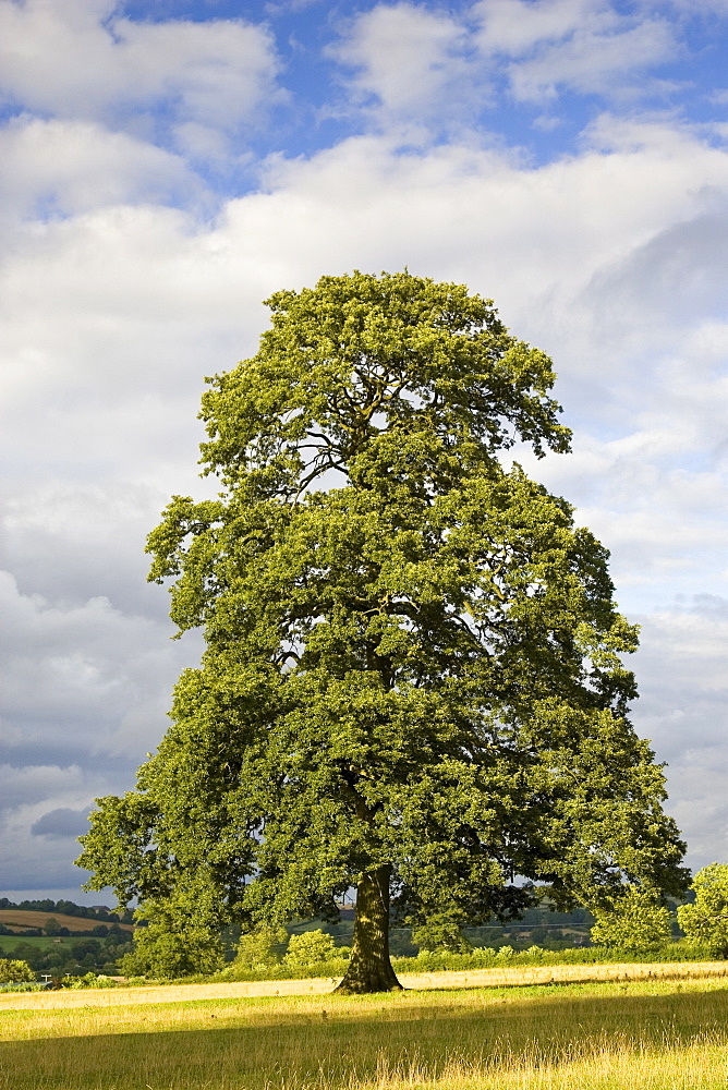 Oak tree in meadow at Chastleton in the Cotswolds, England, United Kingdom.