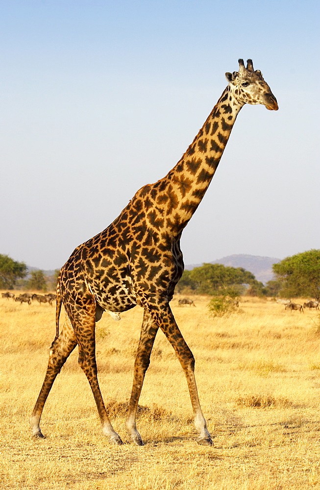 Adult giraffe, Grumeti, Tanzania