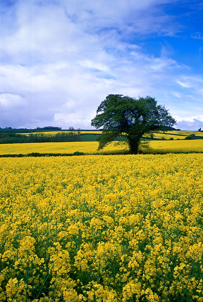 A rape seed field, Oxfordshire