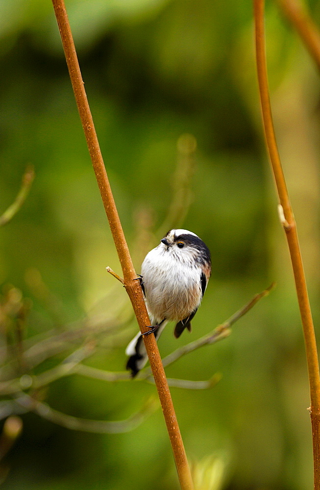 Long-tailed tit on branch in English country garden in the Cotswolds, Oxfordshire