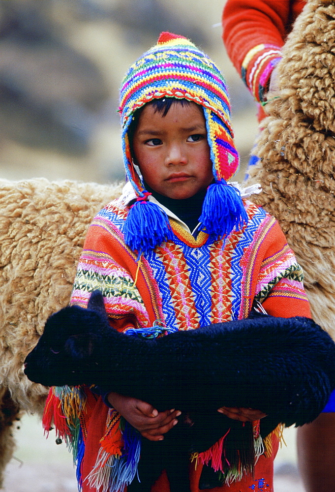 Peruvian boy carries black lamb, Peru, South America