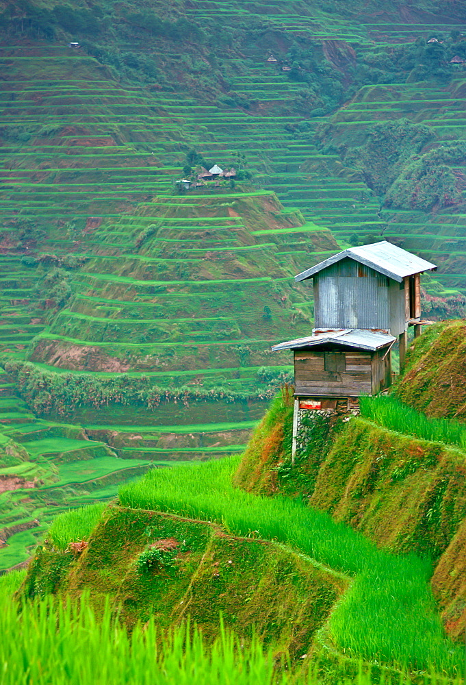 Stilted buildings overlooking rice terraces, Banaue, Philippines