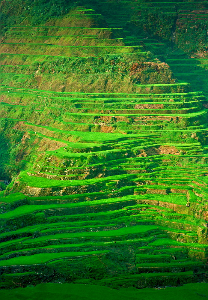 Rice Terraces, Banaue,Philippines