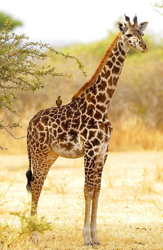 Giraffe with Oxpecker on its back, Grumeti, Tanzania