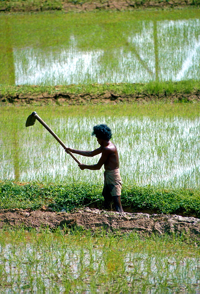 A man working in the paddy  fields near Kandy, Sri Lanka