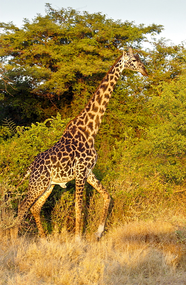 Adult giraffe, Grumeti, Tanzania