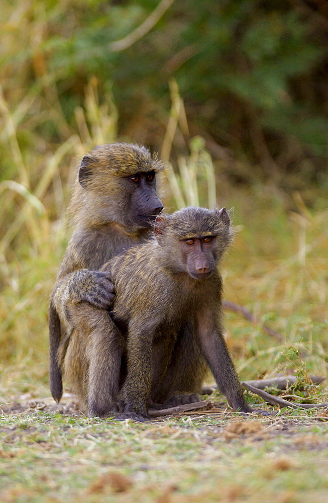 Olive Baboons mating, Grumeti, Tanzania