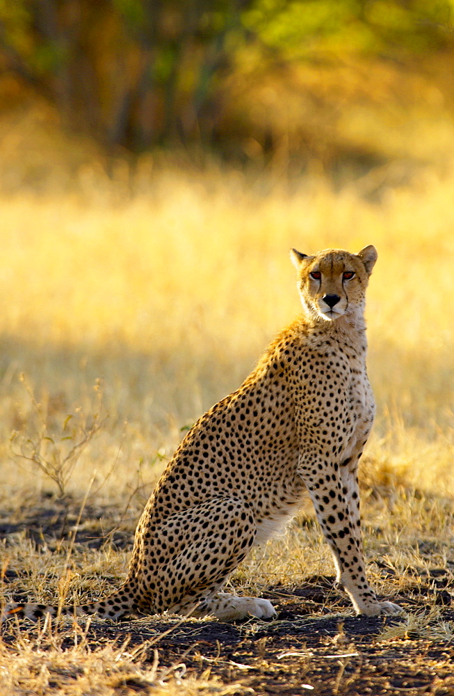 Cheetah, Grumeti, Tanzania, East Africa