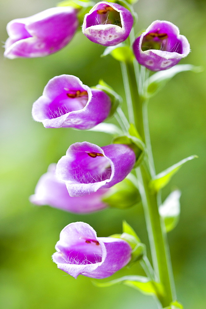 Foxgloves in a country garden, Swinbrook, Oxfordshire, United Kingdom