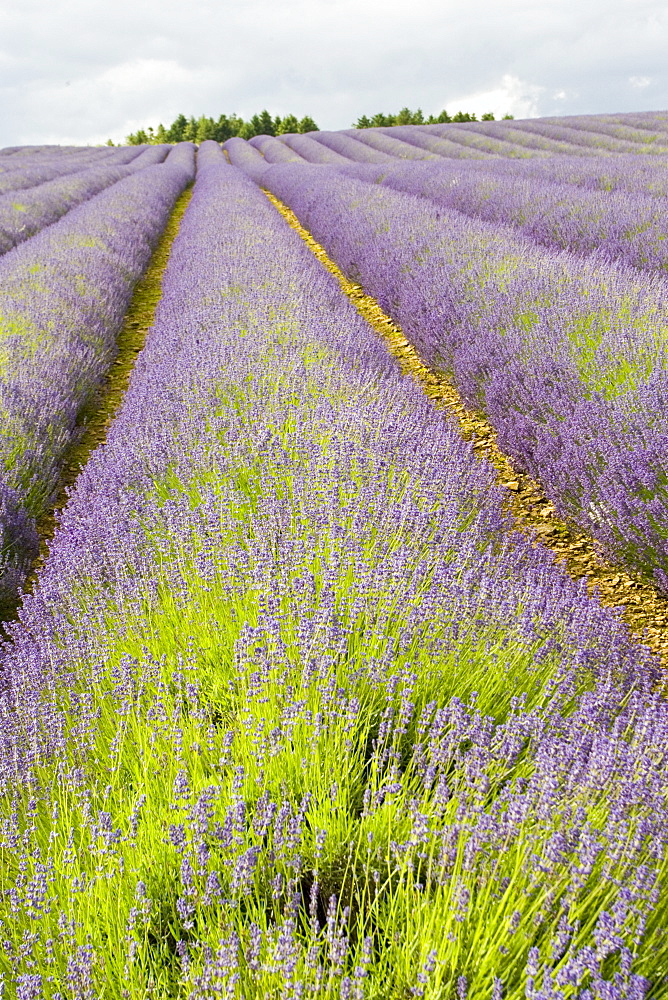 Snowshill lavender field, Worcestershire, United Kingdom The Cotswolds