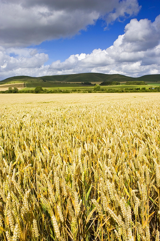 Wheat field in Marlborough Downs, Wiltshire, England, United Kingdom