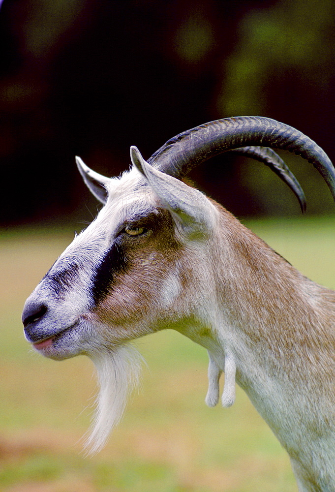 Toggenberg goat, England.