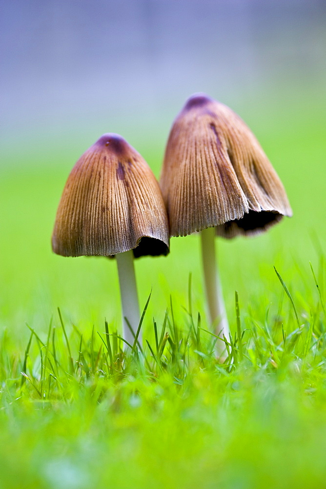 Wild mushrooms growing in the grass, United Kingdom