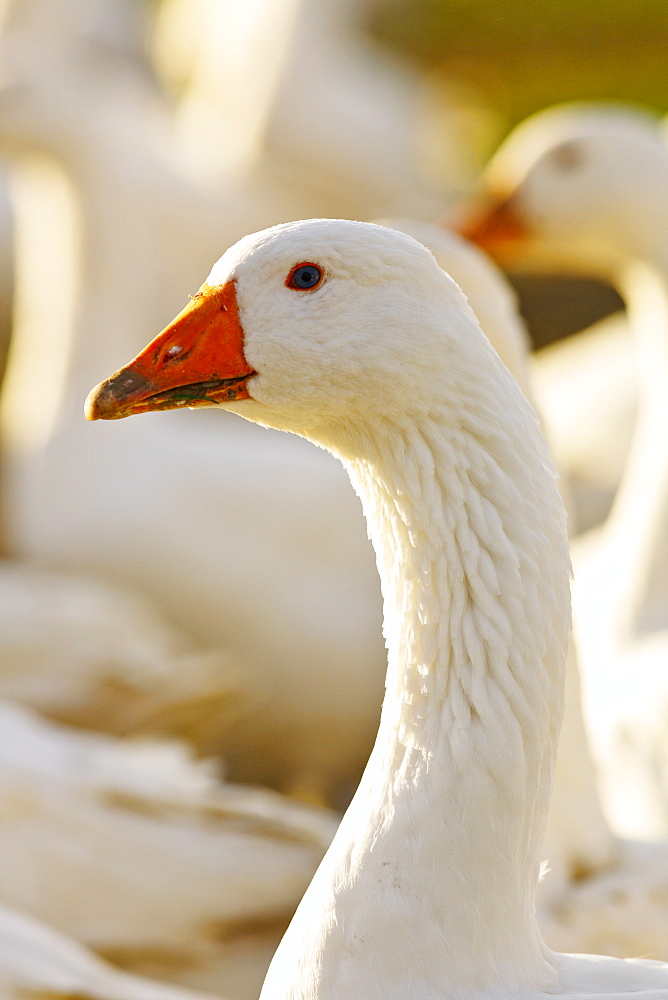 Goose, Oxfordshire, United Kingdom. Free-range birds may be at risk if Avian Flu (Bird Flu Virus) spreads