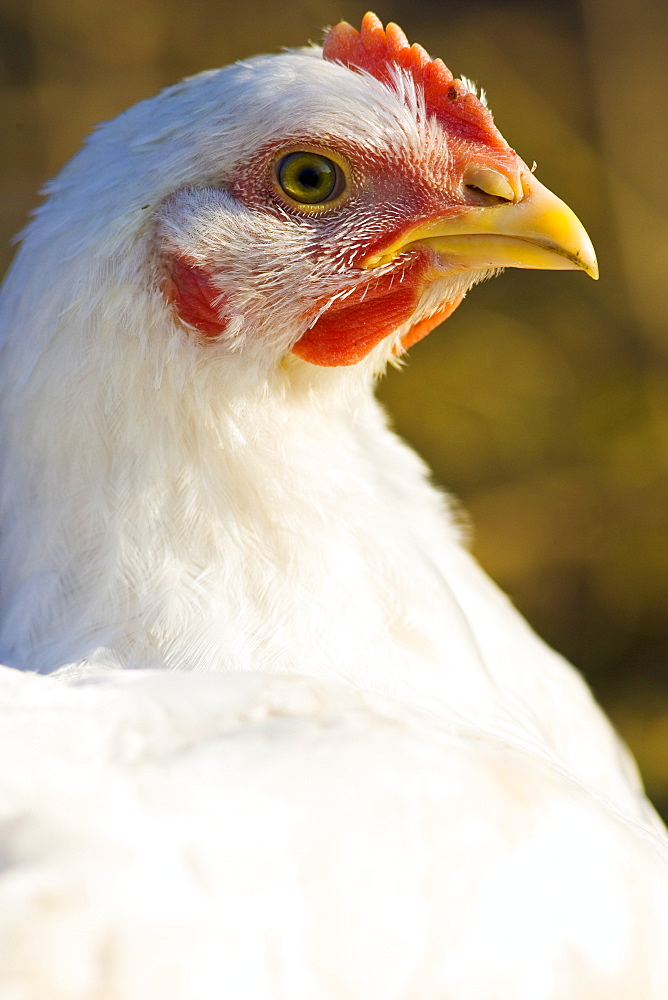 Free-range chicken of breed  Isa 257 roams freely at Sheepdrove Organic Farm , Lambourn, England