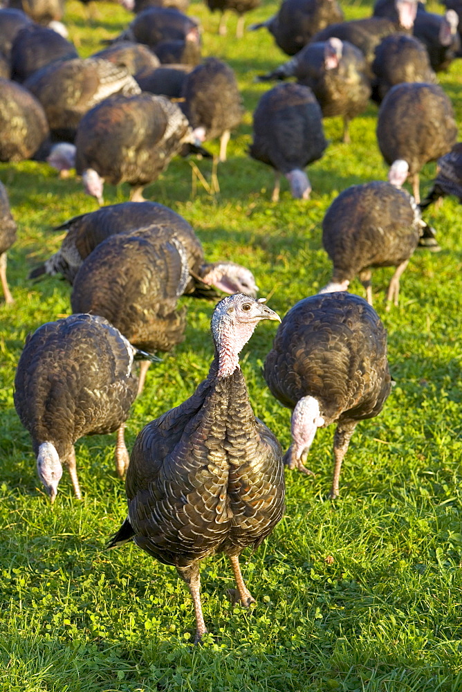 Free-range Norfolk bronze turkeys roam freely at Sheepdrove Organic Farm , Lambourn, England