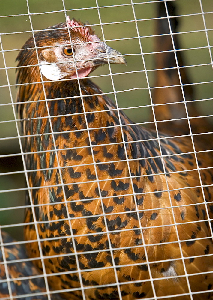 Chicken penned inside a hen house, Cotswolds, United Kingdom.   If Avian Flu (Bird Flu) spreads from Europe all poultry may be forced indoors.