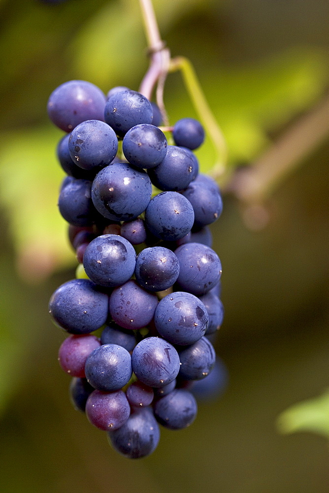 Black grapes hanging in a bunch, Oxfordshire, England