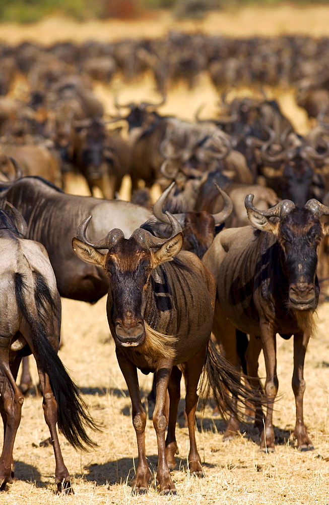 Herd of migrating Blue Wildebeest, Grumeti, Tanzania