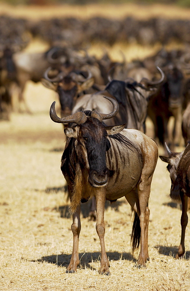 Herd of migrating Blue Wildebeest, Grumeti, Tanzania