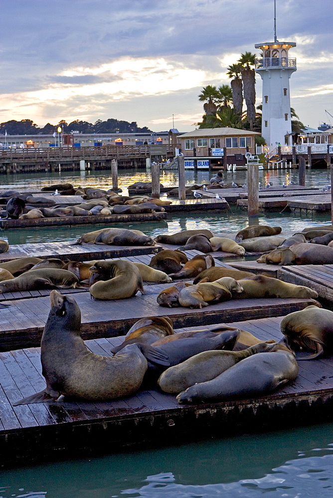 Californian Sea-Lions rest on floating rafts at Pier 39, San Francisco, United States of America